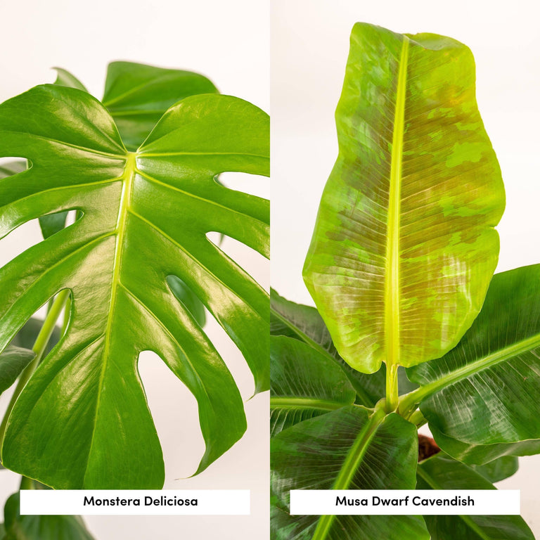 Set van 2 kamerplanten in mand- Monstera & Bananenplant