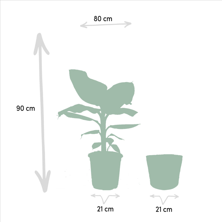Set van 2 kamerplanten in mand- Monstera & Bananenplant