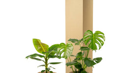Set van 2 kamerplanten in mand- Monstera & Bananenplant