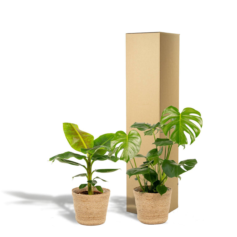 Set van 2 kamerplanten in mand- Monstera & Bananenplant