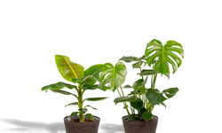 Set van 2 kamerplanten in mand - Monstera & Bananenplant