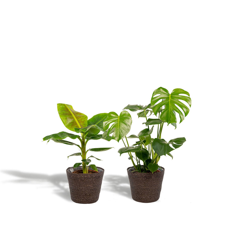 Set van 2 kamerplanten in mand - Monstera & Bananenplant