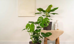 Set van 2 kamerplanten in mand - Monstera & Bananenplant