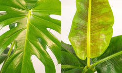 Set van 2 kamerplanten in mand - Monstera & Bananenplant