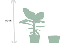Set van 2 kamerplanten in mand - Monstera & Bananenplant