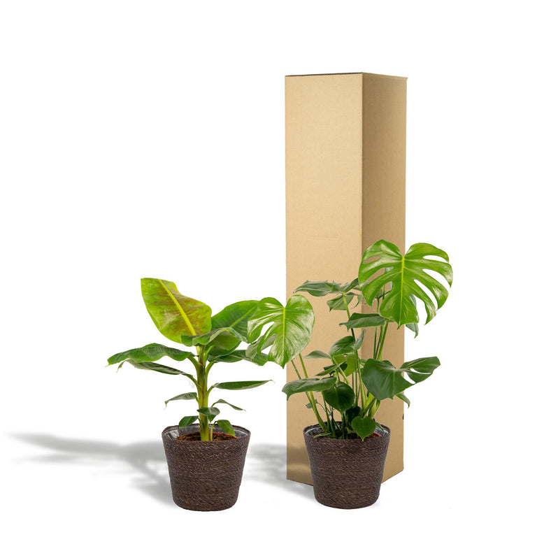 Set van 2 kamerplanten in mand - Monstera & Bananenplant