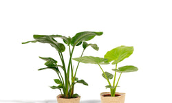 Set van 2 kamerplanten in mand - Strelitzia & Alocasia