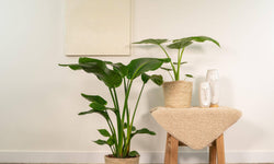 Set van 2 kamerplanten in mand - Strelitzia & Alocasia