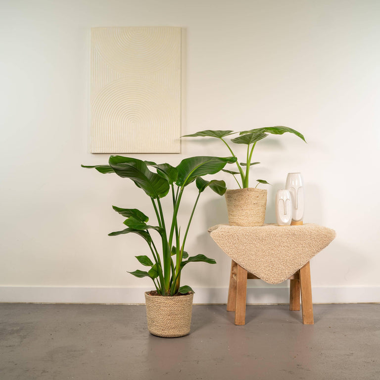 Set van 2 kamerplanten in mand - Strelitzia & Alocasia