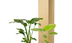 Set van 2 kamerplanten in mand - Strelitzia & Alocasia