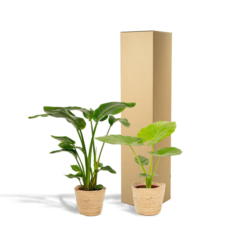 Set van 2 kamerplanten in mand - Strelitzia & Alocasia