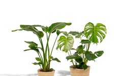 Set van 2 kamerplanten in mand - Strelitzia & Monstera