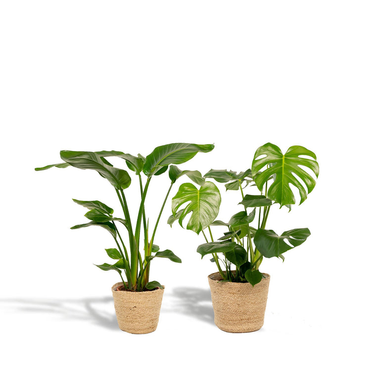 Set van 2 kamerplanten in mand - Strelitzia & Monstera