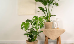 Set van 2 kamerplanten in mand - Strelitzia & Monstera
