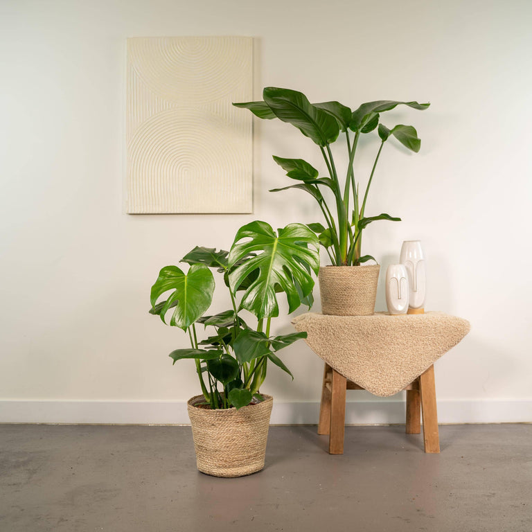 Set van 2 kamerplanten in mand - Strelitzia & Monstera