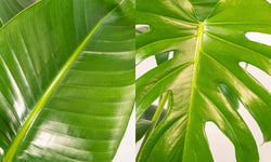 Set van 2 kamerplanten in mand - Strelitzia & Monstera