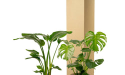Set van 2 kamerplanten in mand - Strelitzia & Monstera