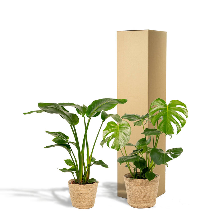 Set van 2 kamerplanten in mand - Strelitzia & Monstera