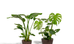Set van 2 kamerplanten in mand - Strelitzia & Monstera