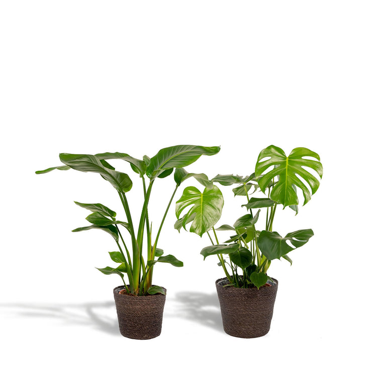 Set van 2 kamerplanten in mand - Strelitzia & Monstera
