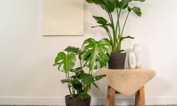Set van 2 kamerplanten in mand - Strelitzia & Monstera