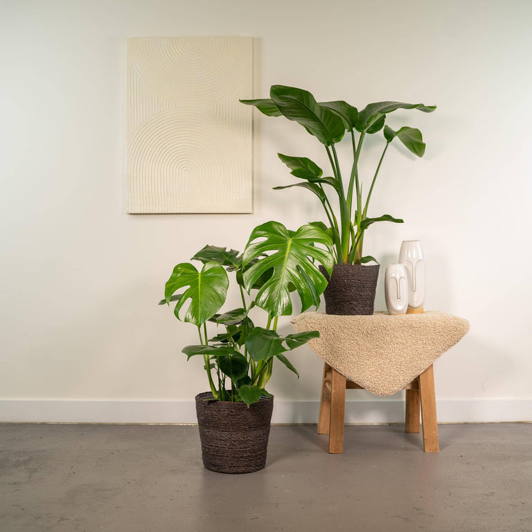 Set van 2 kamerplanten in mand - Strelitzia & Monstera
