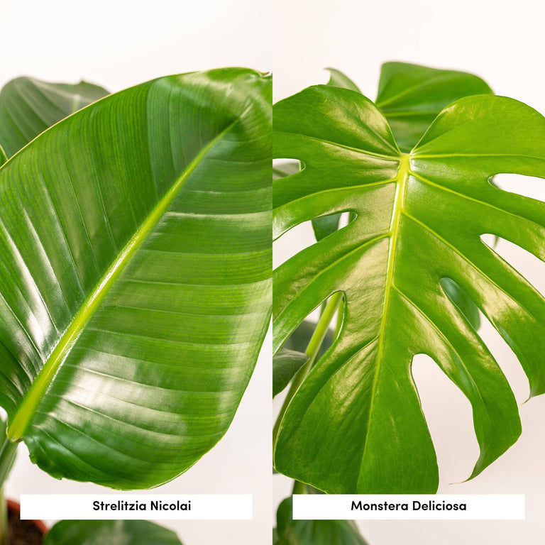 Set van 2 kamerplanten in mand - Strelitzia & Monstera