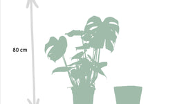 Set van 2 kamerplanten in mand - Strelitzia & Monstera
