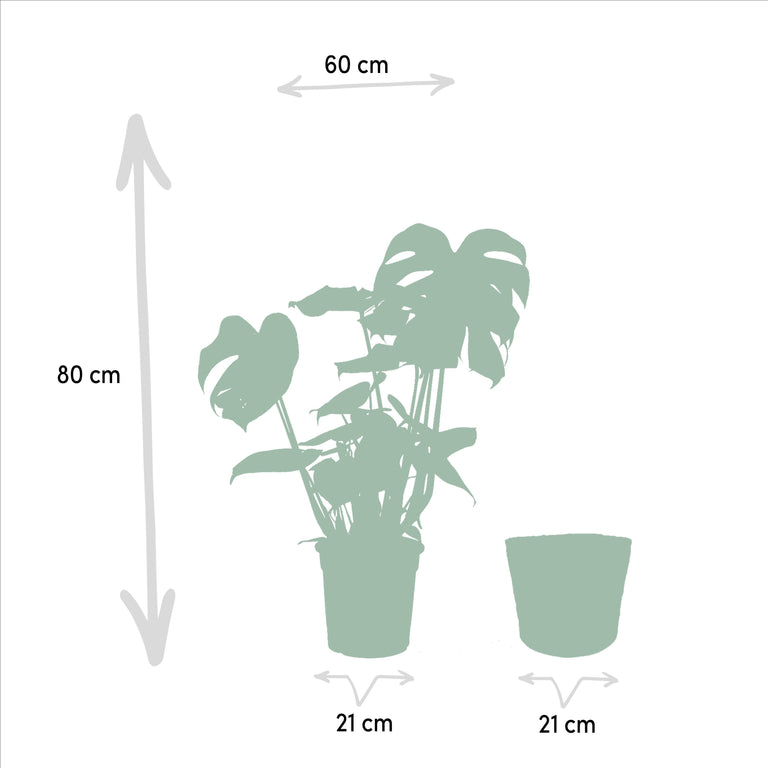 Set van 2 kamerplanten in mand - Strelitzia & Monstera