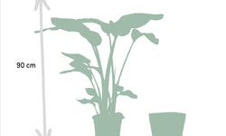 Set van 2 kamerplanten in mand - Strelitzia & Monstera