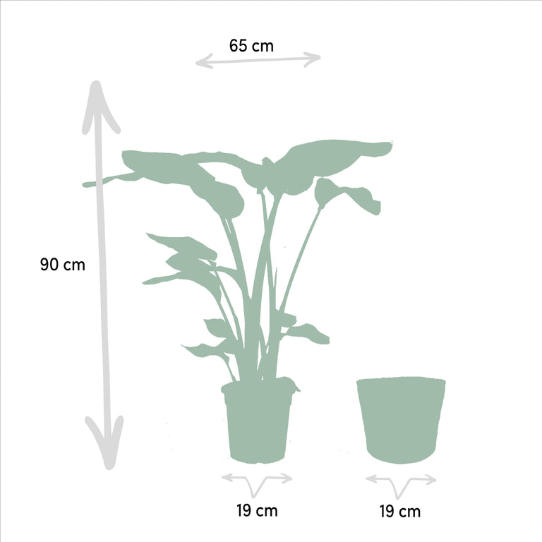 Set van 2 kamerplanten in mand - Strelitzia & Monstera