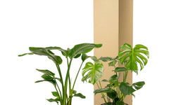 Set van 2 kamerplanten in mand - Strelitzia & Monstera
