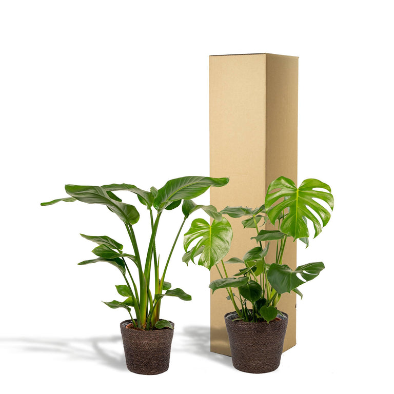Set van 2 kamerplanten in mand - Strelitzia & Monstera