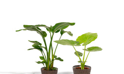 Set van 2 kamerplanten in mand - Strelitzia Nicolai & Alocasia Macrorrhiza