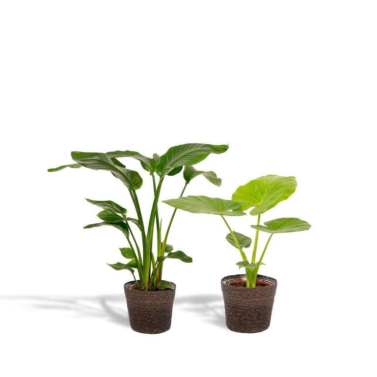 Set van 2 kamerplanten in mand - Strelitzia Nicolai & Alocasia Macrorrhiza