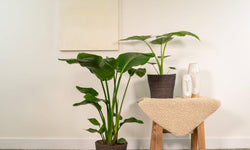Set van 2 kamerplanten in mand - Strelitzia Nicolai & Alocasia Macrorrhiza