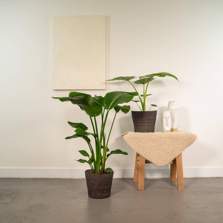Set van 2 kamerplanten in mand - Strelitzia Nicolai & Alocasia Macrorrhiza