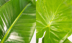 Set van 2 kamerplanten in mand - Strelitzia Nicolai & Alocasia Macrorrhiza