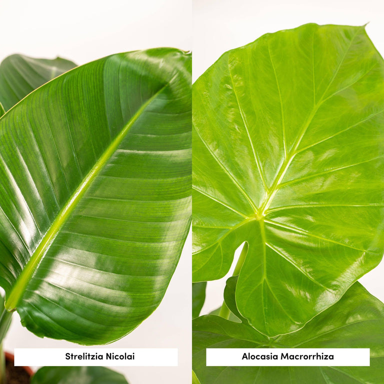 Set van 2 kamerplanten in mand - Strelitzia Nicolai & Alocasia Macrorrhiza