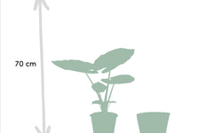 Set van 2 kamerplanten in mand - Strelitzia Nicolai & Alocasia Macrorrhiza