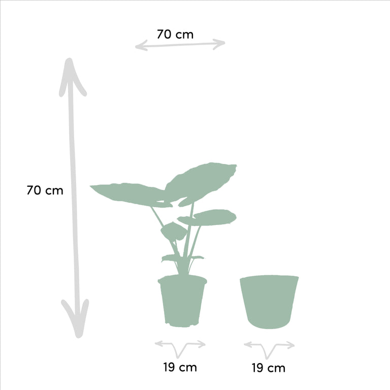 Set van 2 kamerplanten in mand - Strelitzia Nicolai & Alocasia Macrorrhiza