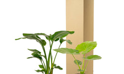 Set van 2 kamerplanten in mand - Strelitzia Nicolai & Alocasia Macrorrhiza