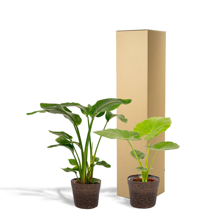 Set van 2 kamerplanten in mand - Strelitzia Nicolai & Alocasia Macrorrhiza