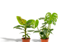 Set van 2 kamerplanten Monstera & Bananenplant