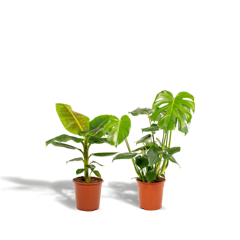 Set van 2 kamerplanten Monstera & Bananenplant
