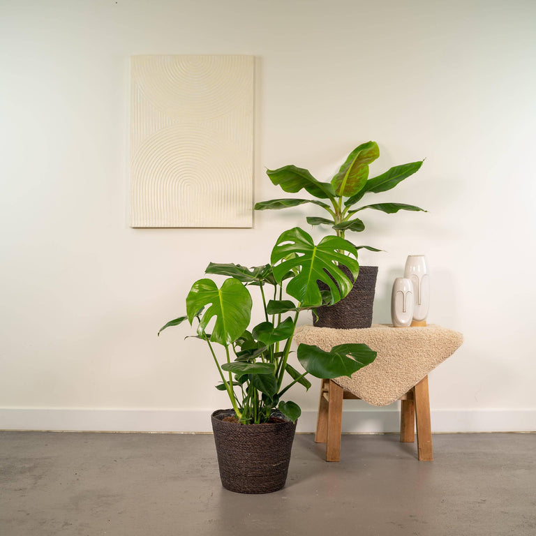 Set van 2 kamerplanten Monstera & Bananenplant