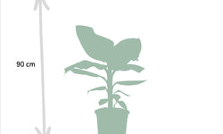 Set van 2 kamerplanten Monstera & Bananenplant
