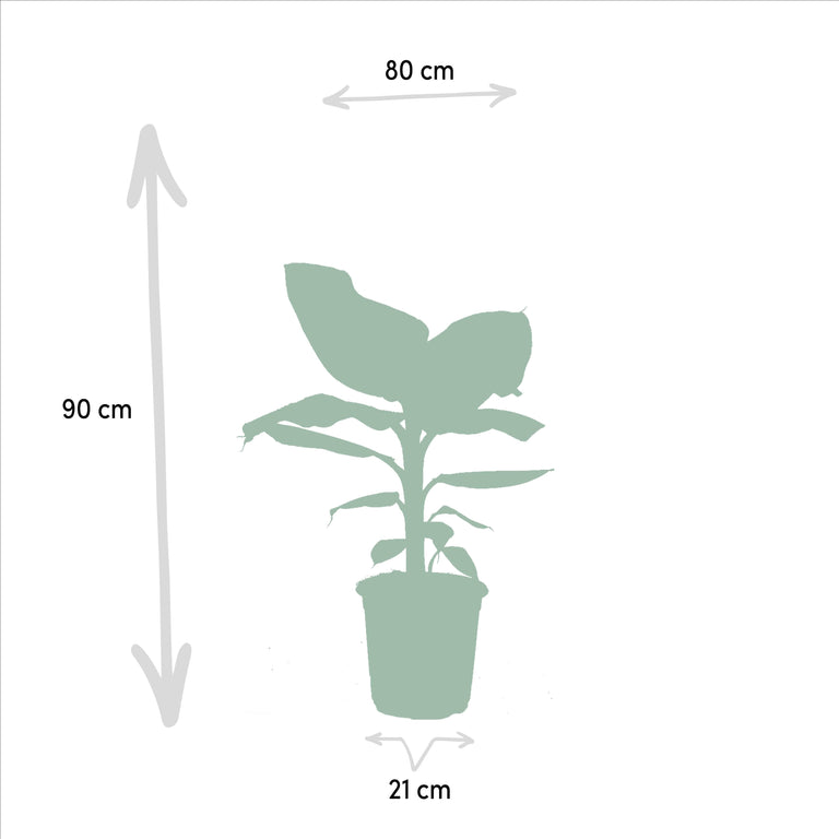 Set van 2 kamerplanten Monstera & Bananenplant