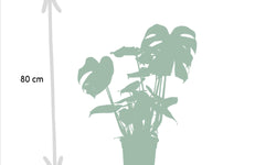 Set van 2 kamerplanten Monstera & Bananenplant