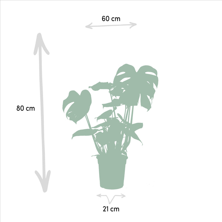 Set van 2 kamerplanten Monstera & Bananenplant